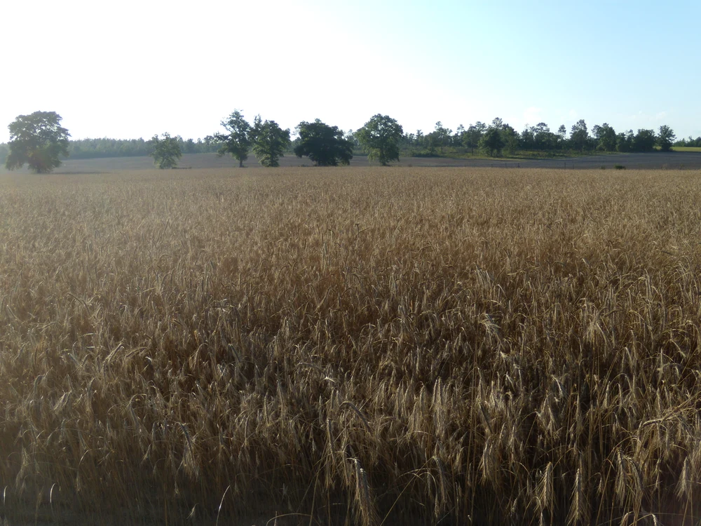 A grain field from Baker Feed's farm photographs.